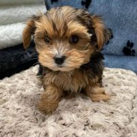 YorkiePoo Puppies for sale in Maryland Dr, Irving, TX 75061, USA. price: NA