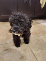 YorkiePoo Puppies for sale in Rochester, NY, USA. price: NA