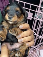 YorkiePoo Puppies for sale in Tampa, FL, USA. price: NA