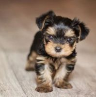 YorkiePoo Puppies for sale in Corpus Christi, TX, USA. price: NA
