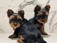 YorkiePoo Puppies for sale in Virginia Beach, VA, USA. price: NA