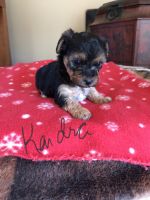 YorkiePoo Puppies for sale in Winchester, OH 45697, USA. price: NA