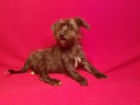 YorkiePoo Puppies for sale in Texas City, TX, USA. price: NA