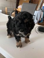 YorkiePoo Puppies for sale in Annapolis, MD, USA. price: NA