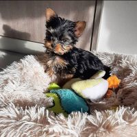 YorkiePoo Puppies for sale in Ohio City, Cleveland, OH, USA. price: NA