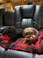 YorkiePoo Puppies for sale in 5710 Ely Hwy, Middleton, MI 48856, USA. price: NA