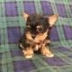 YorkiePoo Puppies for sale in Germany, TX 75835, USA. price: NA