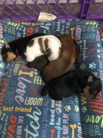 YorkiePoo Puppies for sale in Daytona Beach, FL, USA. price: NA