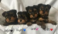 YorkiePoo Puppies for sale in Washington, DC, USA. price: NA