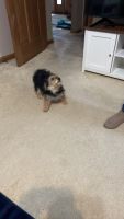 YorkiePoo Puppies for sale in Bellefontaine, OH 43311, USA. price: NA