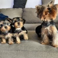 YorkiePoo Puppies for sale in Hollywood, Los Angeles, CA, USA. price: NA