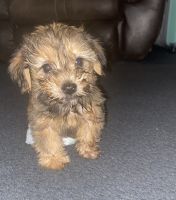 YorkiePoo Puppies for sale in Raleigh, NC, USA. price: NA