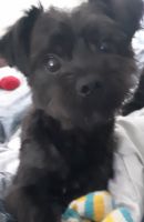 YorkiePoo Puppies for sale in Redford Charter Twp, MI, USA. price: NA