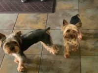 YorkiePoo Puppies for sale in Maryland Heights, MO, USA. price: NA