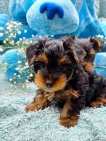 YorkiePoo Puppies for sale in Frisco, TX, USA. price: NA