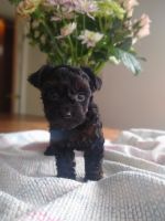 YorkiePoo Puppies for sale in Albany, OR 97321, USA. price: NA
