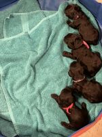 YorkiePoo Puppies for sale in Tifton, GA, USA. price: NA