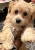 YorkiePoo Puppies for sale in Raleigh, NC, USA. price: NA