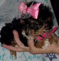 YorkiePoo Puppies for sale in Patton, MO 63662, USA. price: NA