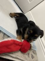 YorkiePoo Puppies for sale in Royal Palm Beach, FL, USA. price: NA