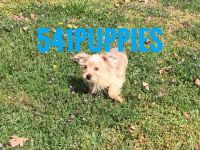 YorkiePoo Puppies for sale in Medford, OR, USA. price: NA