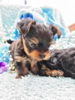 YorkiePoo Puppies for sale in Jefferson St, Miami, FL 33133, USA. price: NA