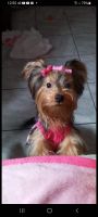YorkiePoo Puppies for sale in San Diego, CA, USA. price: NA