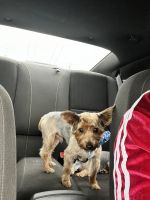 YorkiePoo Puppies for sale in Atlanta, GA, USA. price: NA