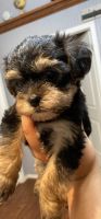 YorkiePoo Puppies for sale in Boerne, TX 78006, USA. price: NA
