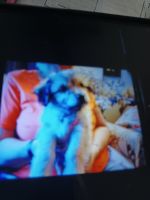 YorkiePoo Puppies for sale in Deltona, FL, USA. price: NA