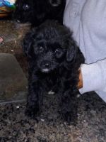 YorkiePoo Puppies for sale in Pace, FL 32571, USA. price: NA