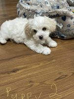 YorkiePoo Puppies for sale in Diboll, TX 75941, USA. price: NA