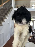 YorkiePoo Puppies for sale in West Springfield, VA 22152, USA. price: NA