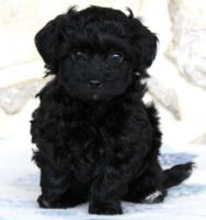 YorkiePoo Puppies for sale in Greenville, SC, USA. price: NA