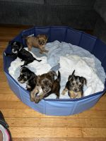 YorkiePoo Puppies Photos
