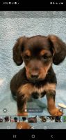 YorkiePoo Puppies for sale in Rogue River, OR, USA. price: NA