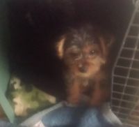 YorkiePoo Puppies for sale in Connell, WA 99326, USA. price: NA