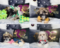 YorkiePoo Puppies for sale in Chicago, IL, USA. price: NA