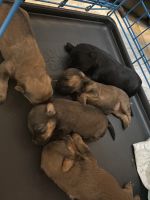 YorkiePoo Puppies for sale in Baton Rouge, LA 70815, USA. price: NA
