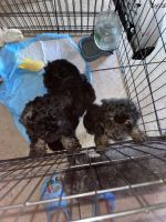 YorkiePoo Puppies for sale in Ontario, CA, USA. price: NA