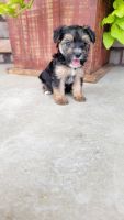 YorkiePoo Puppies for sale in Spencerville, IN 46788, USA. price: NA