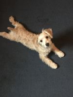 YorkiePoo Puppies for sale in Rockville Centre, NY 11570, USA. price: NA