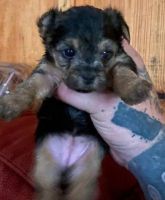 YorkiePoo Puppies for sale in 75462 Stardust Ln, Indian Wells, CA 92210, USA. price: NA