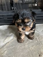 YorkiePoo Puppies for sale in Lexington, KY, USA. price: NA