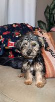 YorkiePoo Puppies for sale in Chicago, IL 60641, USA. price: NA