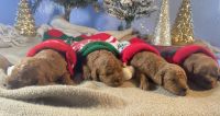 YorkiePoo Puppies for sale in Kalamazoo, MI, USA. price: NA