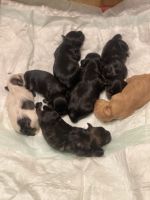 YorkiePoo Puppies for sale in Chicago, IL 60620, USA. price: NA