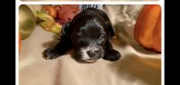 YorkiePoo Puppies for sale in Summerville, SC, USA. price: NA