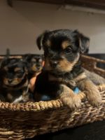 YorkiePoo Puppies for sale in Torrance, CA, USA. price: NA