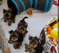 YorkiePoo Puppies for sale in Albany, NY, USA. price: $500